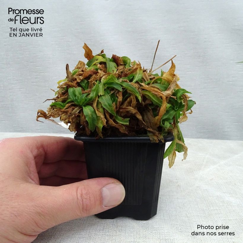 Lychnis flos-cuculi White Robin 7/8 cm pot sample as delivered in winter