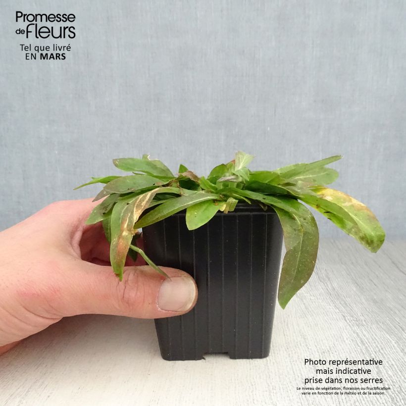 Lychnis flos-cuculi White Robin 7/8 cm pot sample as delivered in spring