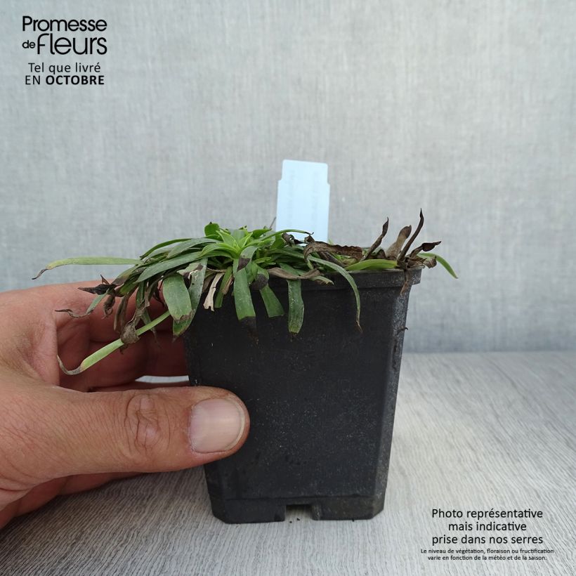 Lychnis viscaria Plena 8/9 cm pot sample as delivered in autumn