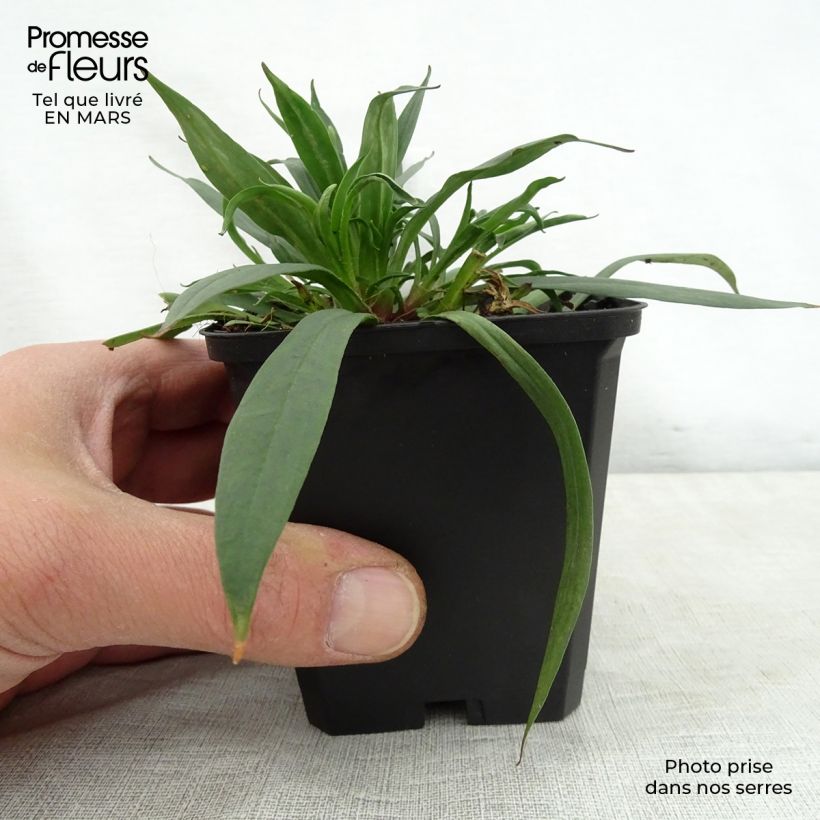 Lychnis viscaria Splendens 8/9 cm pot sample as delivered in spring