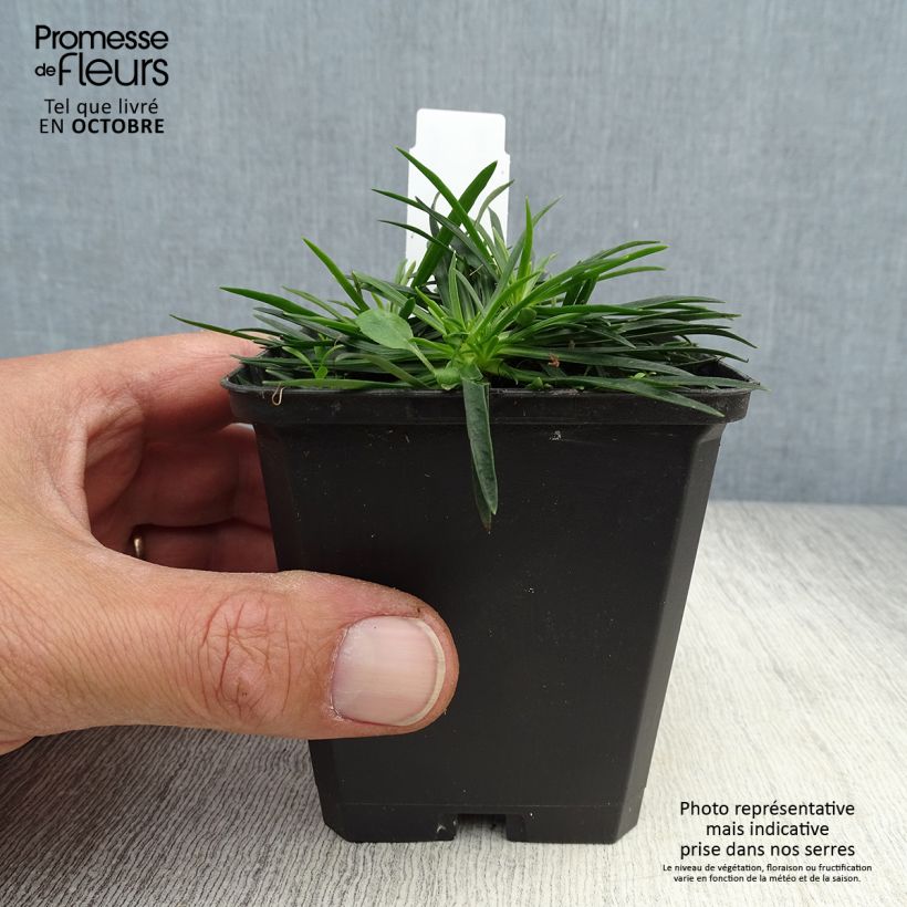 Lychnis viscaria Splendens 8/9 cm pot sample as delivered in autumn