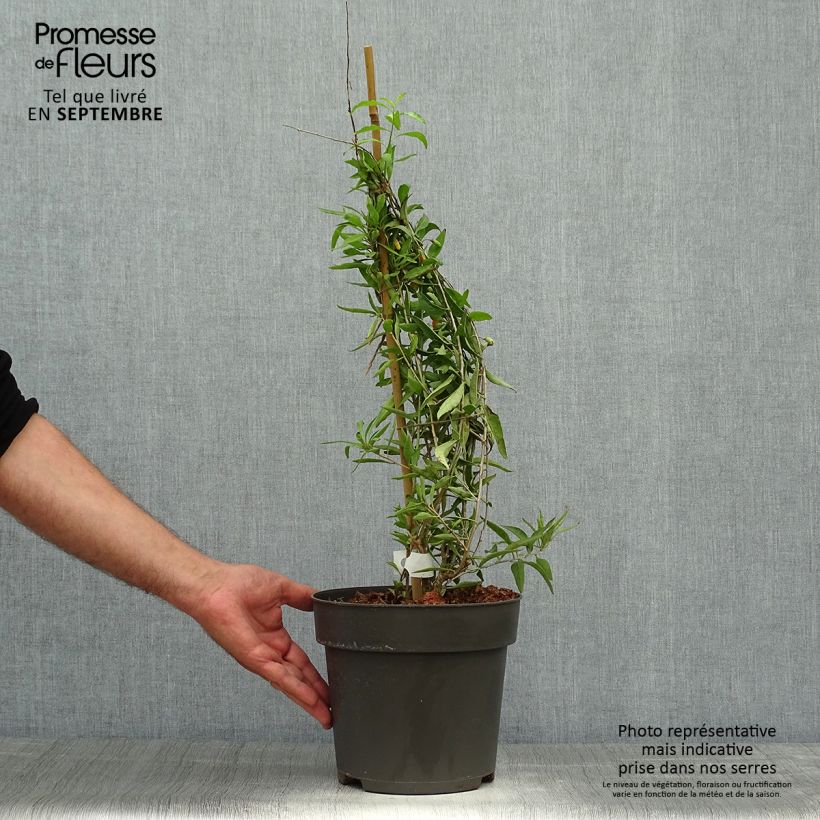 Lycium barbarum Amber Sweet 4L/5L pot, Clump sample as delivered in autumn