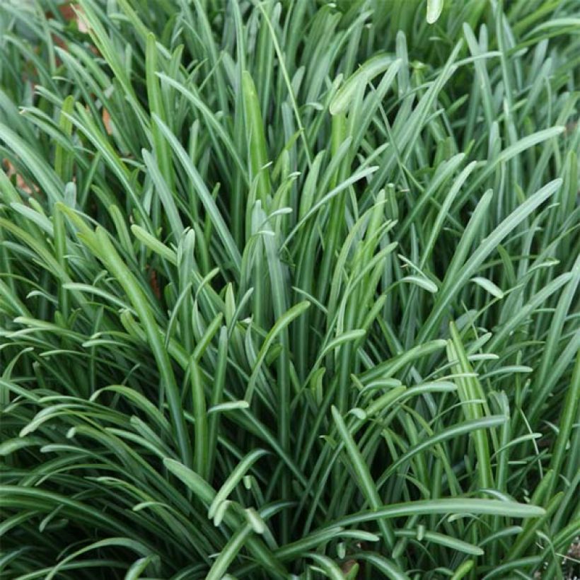 Lycoris radiata - Red Spider Lily (Foliage)