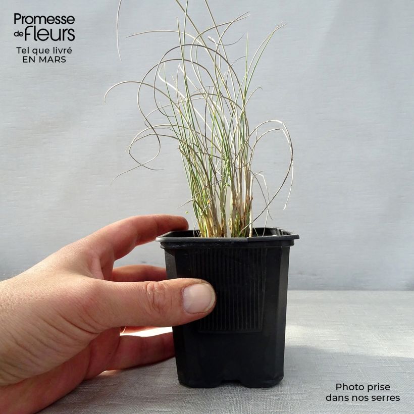 Lygeum spartum 8/9 cm pot sample as delivered in spring