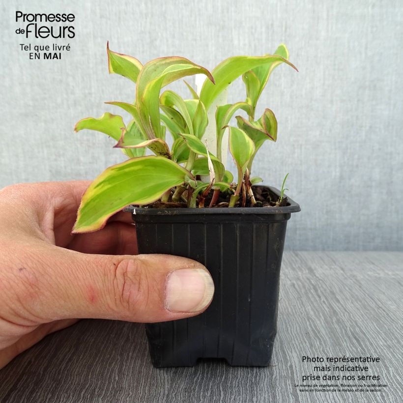 Tricyrtis formosana Autumn Glow - Toad Lily 8/9 cm pot sample as delivered in spring