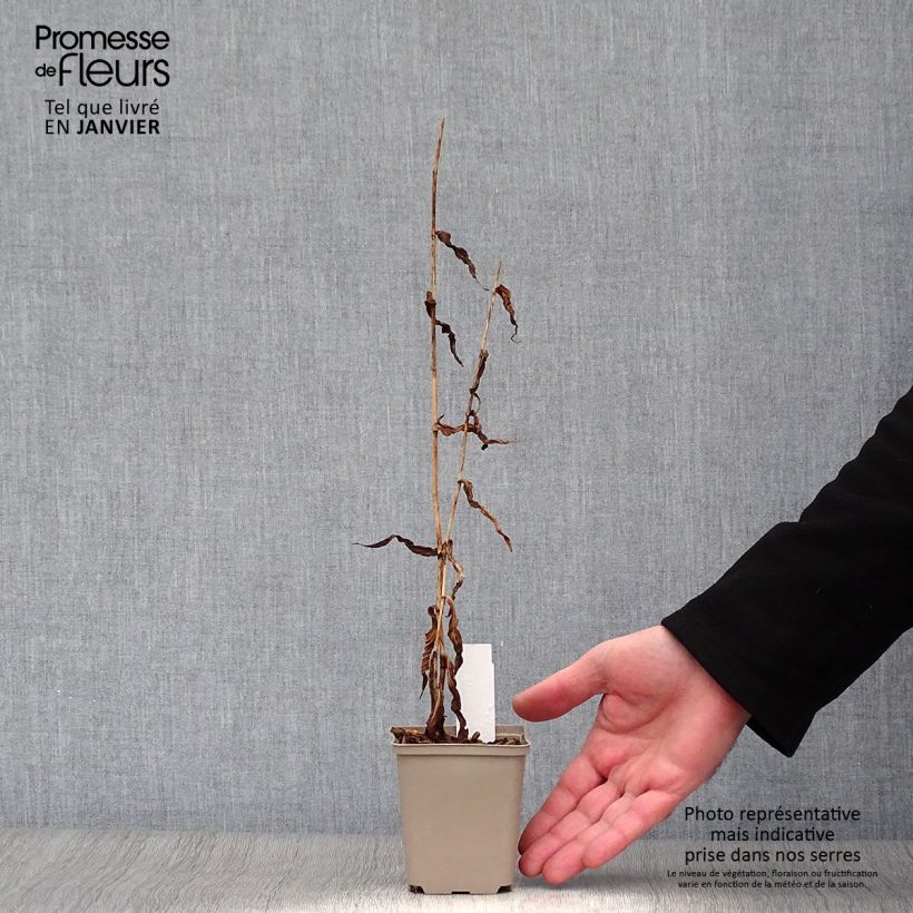 Tricyrtis formosana Dark Beauty - Toad Lily 8/9 cm pot sample as delivered in winter