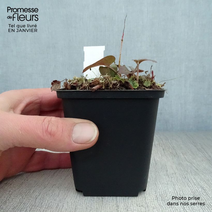 Lysimachia ciliata Firecracker - Loosestrife 8/9 cm pot sample as delivered in winter