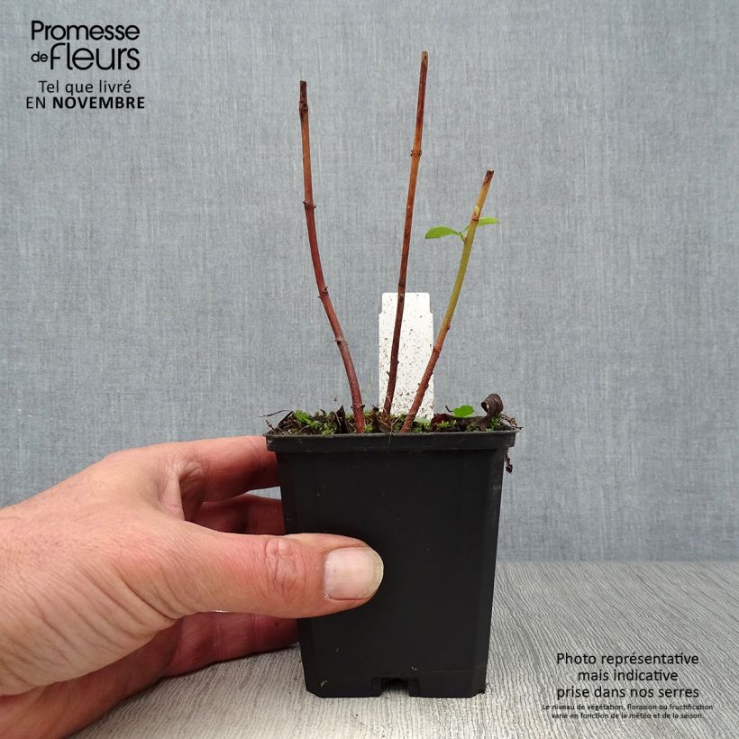 Lysimachia clethroides - Loosestrife 8/9 cm pot sample as delivered in autumn