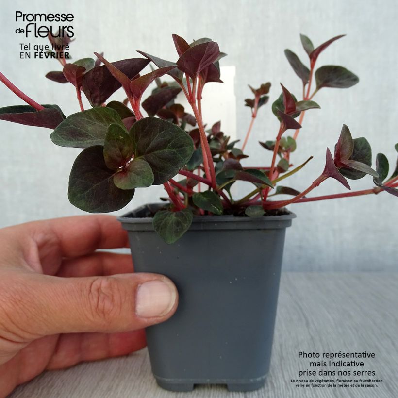 Lysimachia congestiflora - Loosestrife 8/9 cm pot sample as delivered in autumn