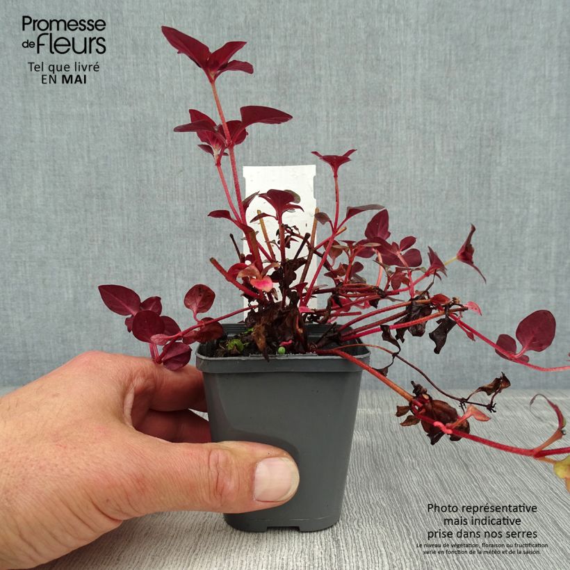 Lysimachia congestiflora - Loosestrife 8/9 cm pot sample as delivered in spring