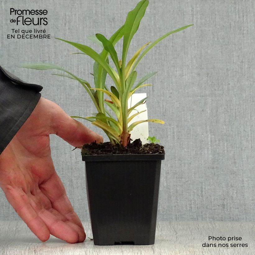 Lysimachia ephemerum - Loosestrife 8/9 cm pot sample as delivered in winter