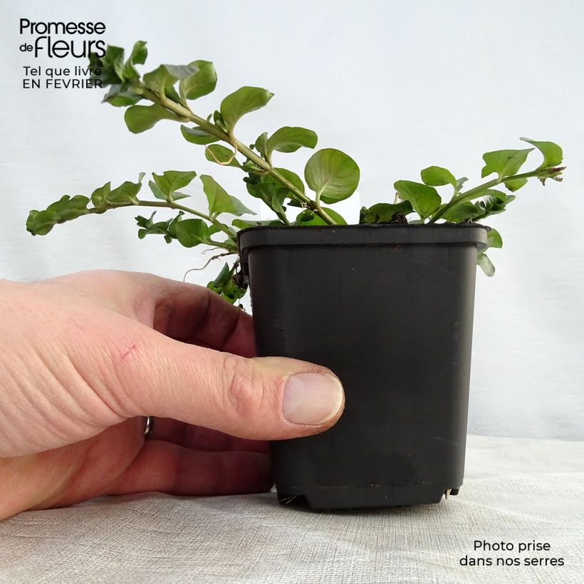 Lysimachia nummularia - Creeping Jenny 8/9 cm pot sample as delivered in winter