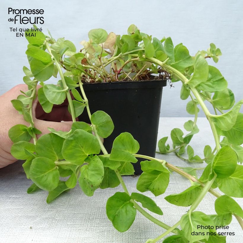 Lysimachia nummularia - Creeping Jenny 8/9 cm pot sample as delivered in spring
