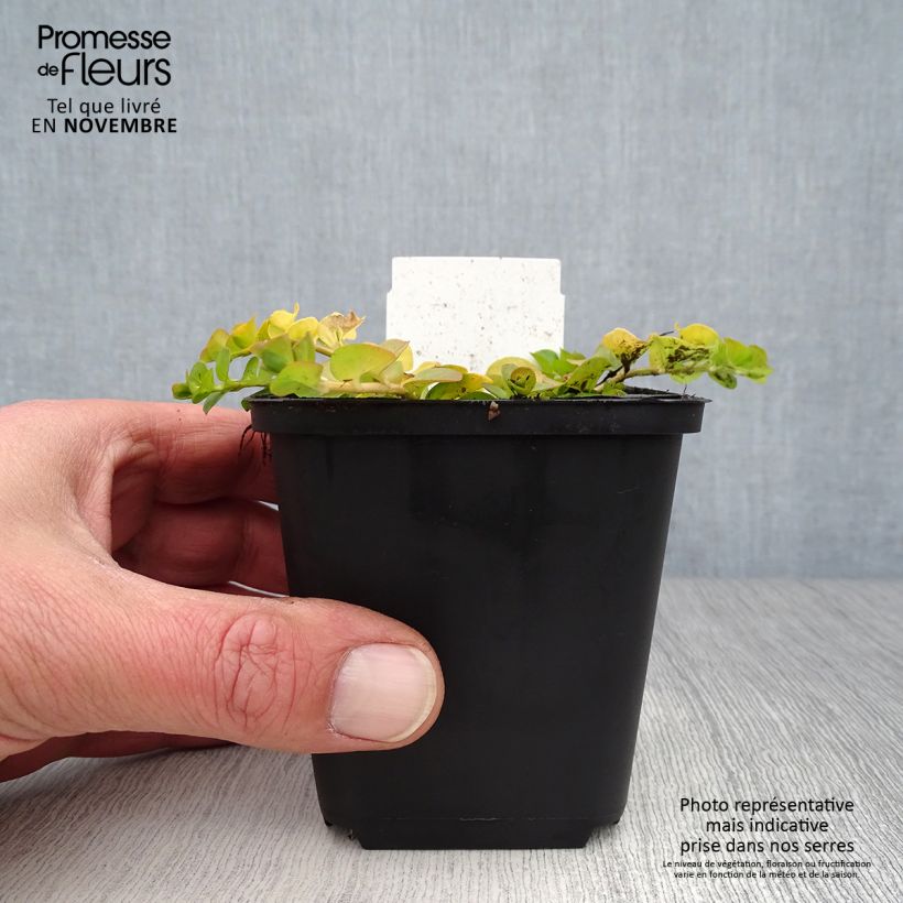 Lysimachia nummularia Aurea - Creeping Jenny 8/9 cm pot sample as delivered in autumn