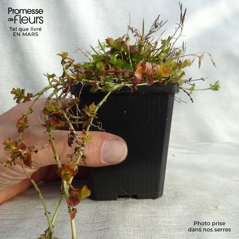 Lysimachia nummularia Aurea - Creeping Jenny 8/9 cm pot sample as delivered in winter