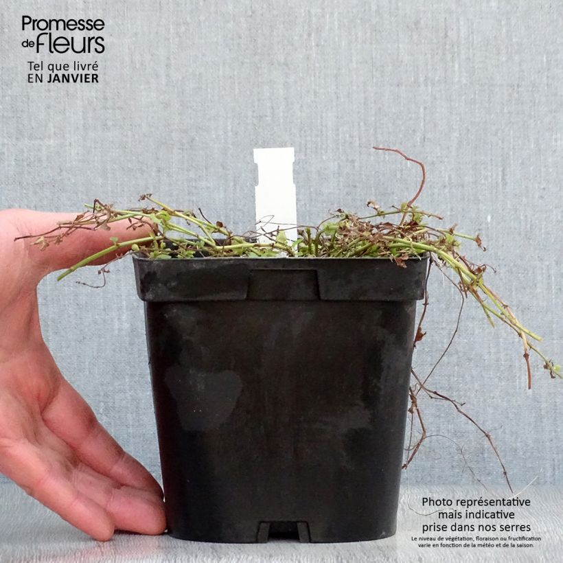 Lysimachia nummularia Aurea - Creeping Jenny 2L/3L pot sample as delivered in winter