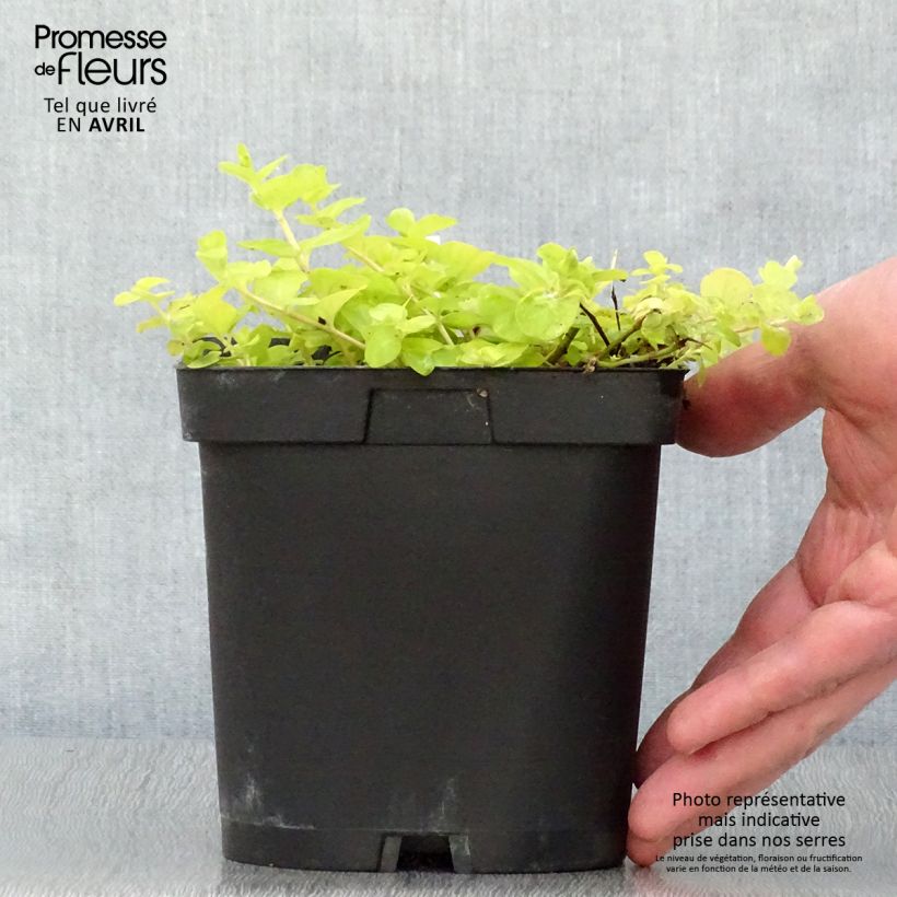 Lysimachia nummularia Aurea - Creeping Jenny 2L/3L pot sample as delivered in spring