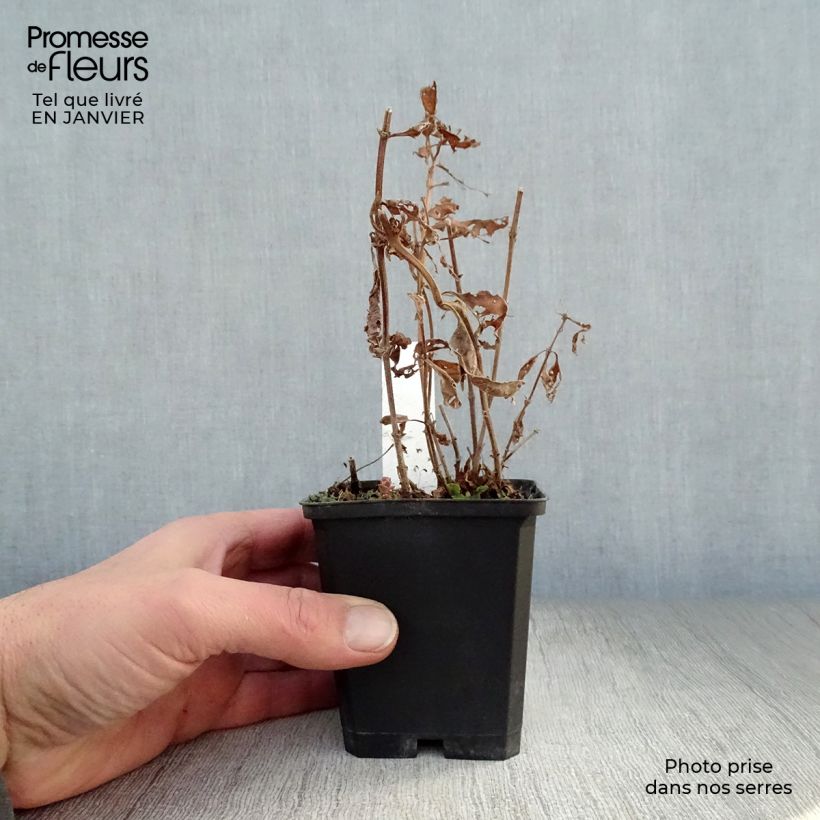 Lysimachia punctata Alexander - Loosestrife 8/9 cm pot sample as delivered in winter