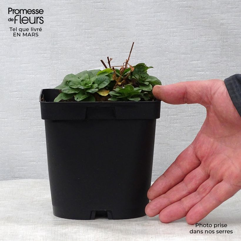 Lysimachia punctata - Loosestrife 2L/3L pot sample as delivered in spring