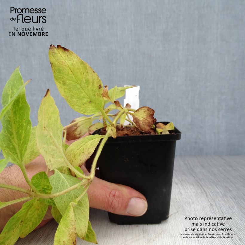 Lysimachia punctata - Loosestrife 8/9 cm pot sample as delivered in autumn