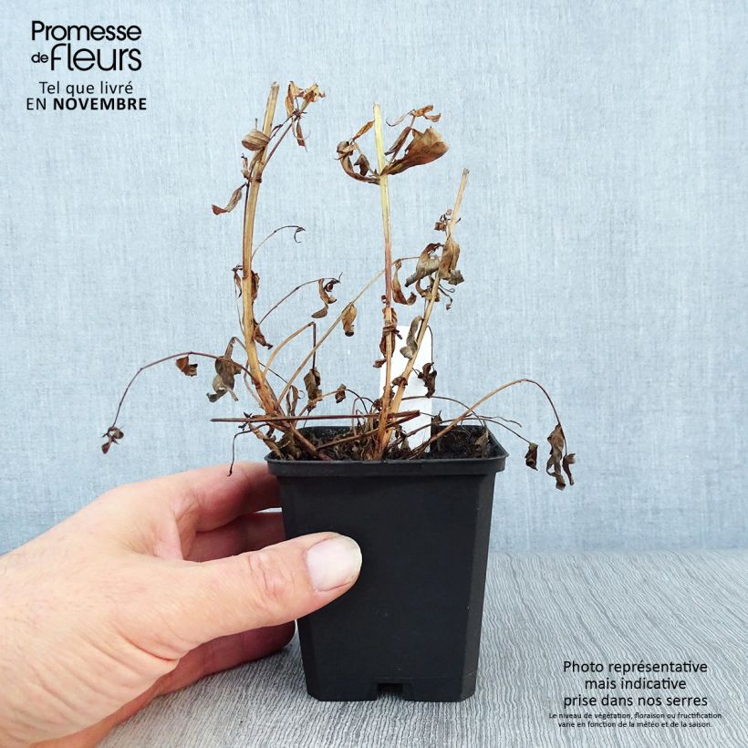 Lythrum salicaria Robert 8/9 cm pot sample as delivered in autumn