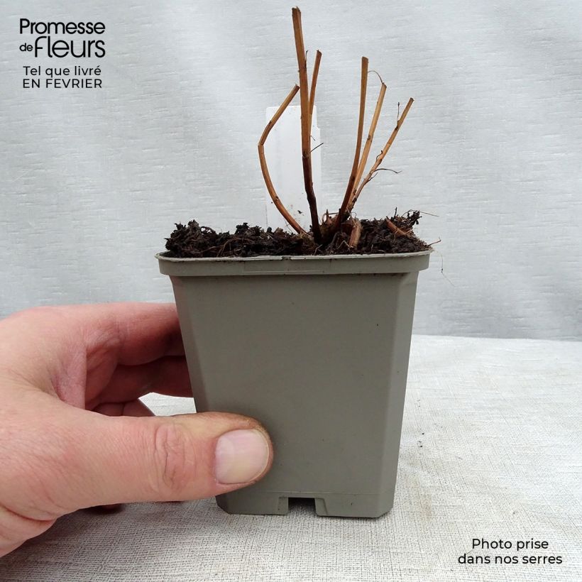 Lythrum salicaria Robert 8/9 cm pot sample as delivered in winter