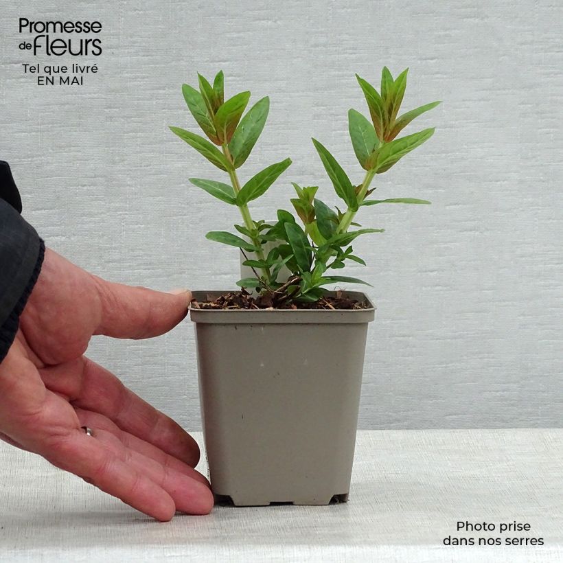 Lythrum salicaria Robert 8/9 cm pot sample as delivered in spring