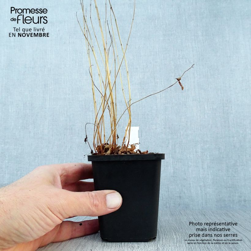 Lythrum salicaria 8/9 cm pot sample as delivered in autumn