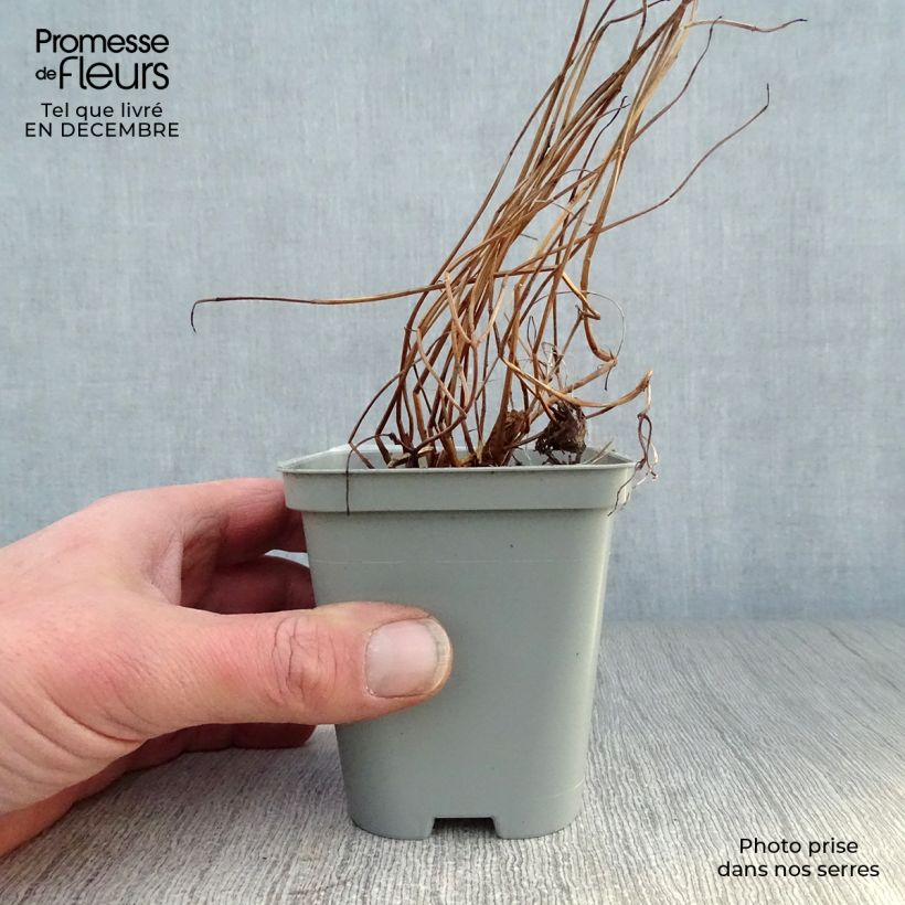 Lythrum salicaria 8/9 cm pot sample as delivered in winter