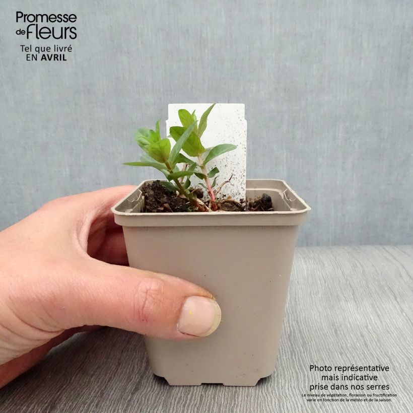 Lythrum salicaria 8/9 cm pot sample as delivered in spring