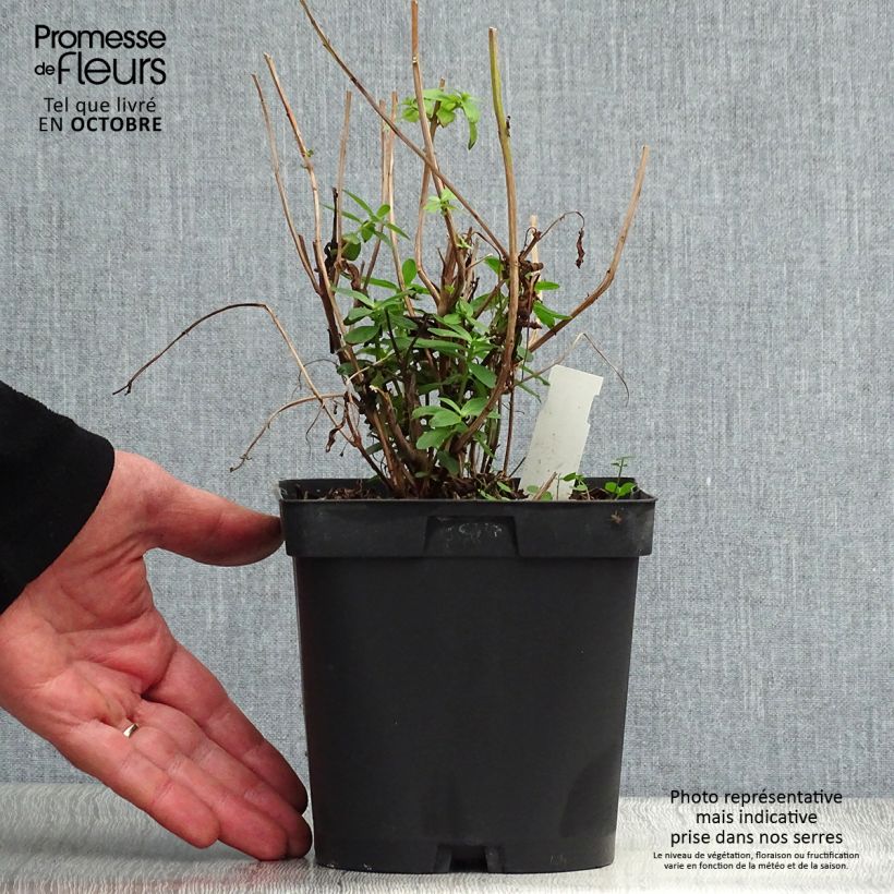 Lythrum salicaria 2L/3L pot sample as delivered in autumn