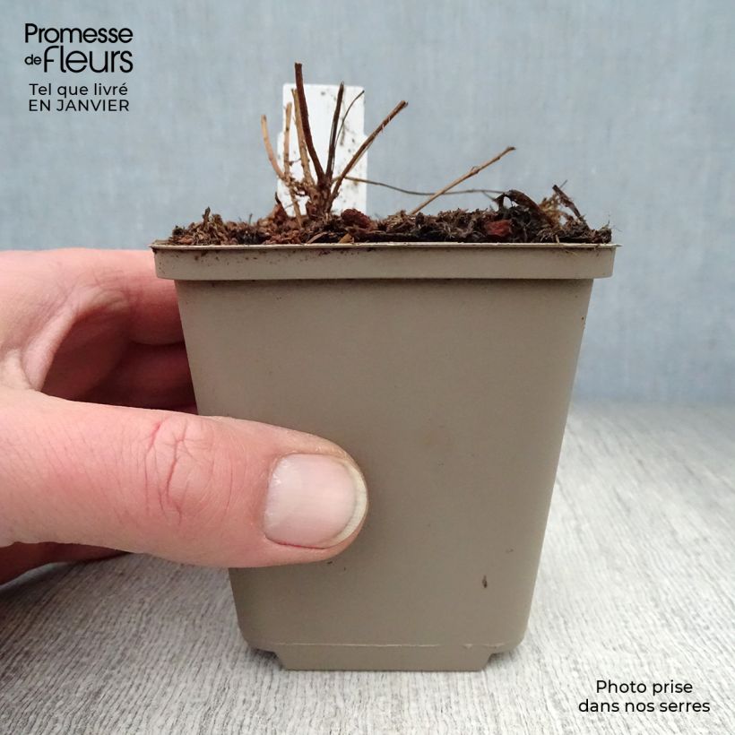 Lythrum salicaria Swirl 8/9 cm pot sample as delivered in winter