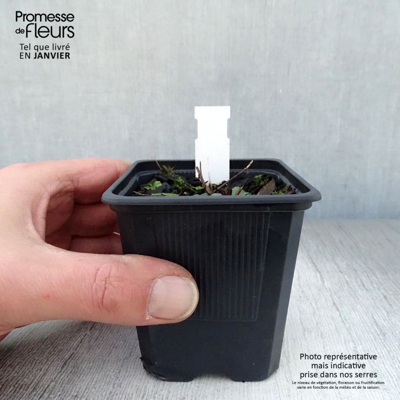 Lythrum salicaria The Beacon 8/9 cm pot sample as delivered in winter