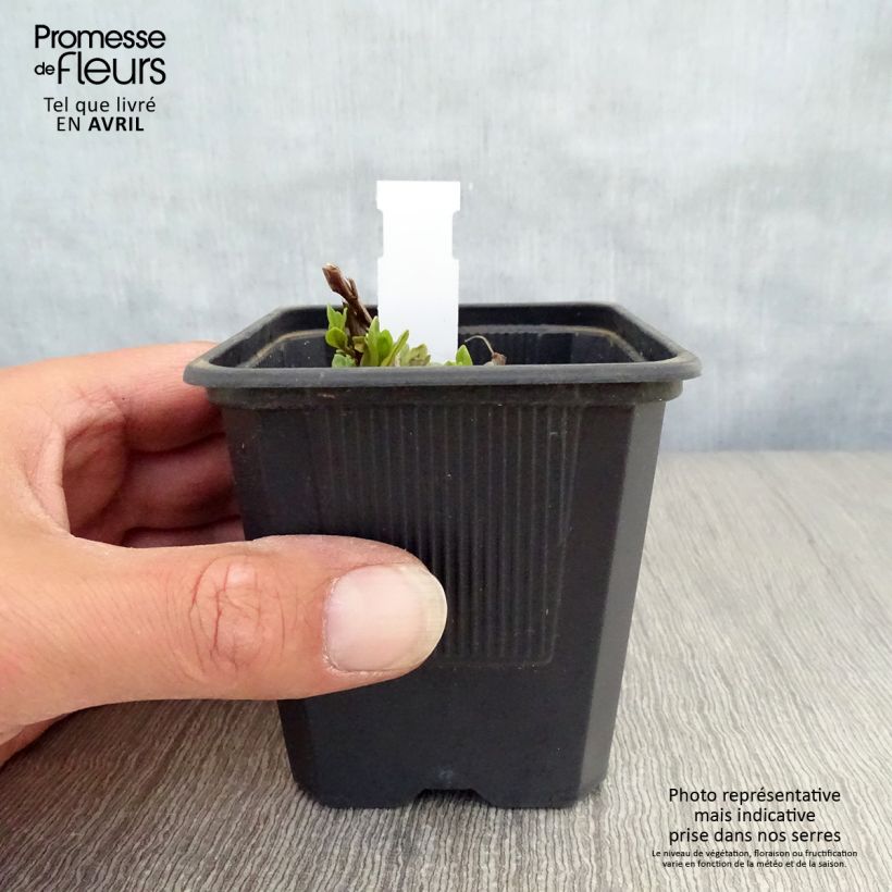 Lythrum salicaria The Beacon 8/9 cm pot sample as delivered in spring