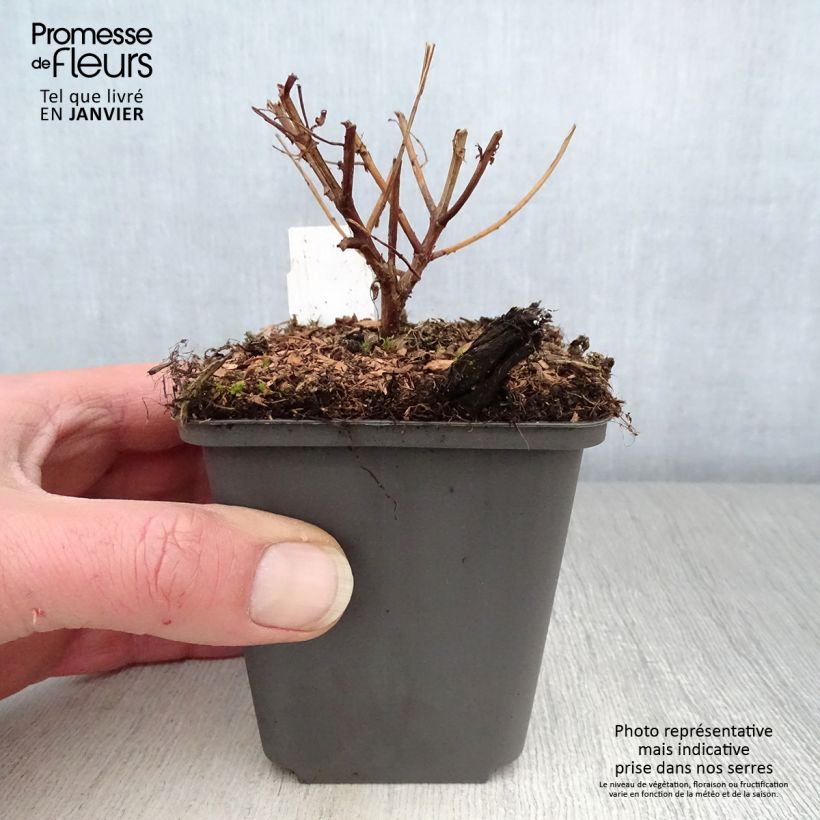 Lythrum virgatum Dropmore Purple 8/9 cm pot sample as delivered in winter