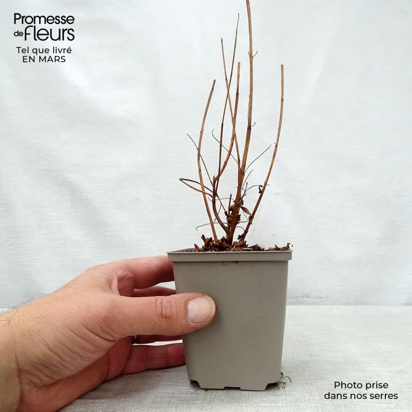 Lythrum virgatum Dropmore Purple 8/9 cm pot sample as delivered in spring