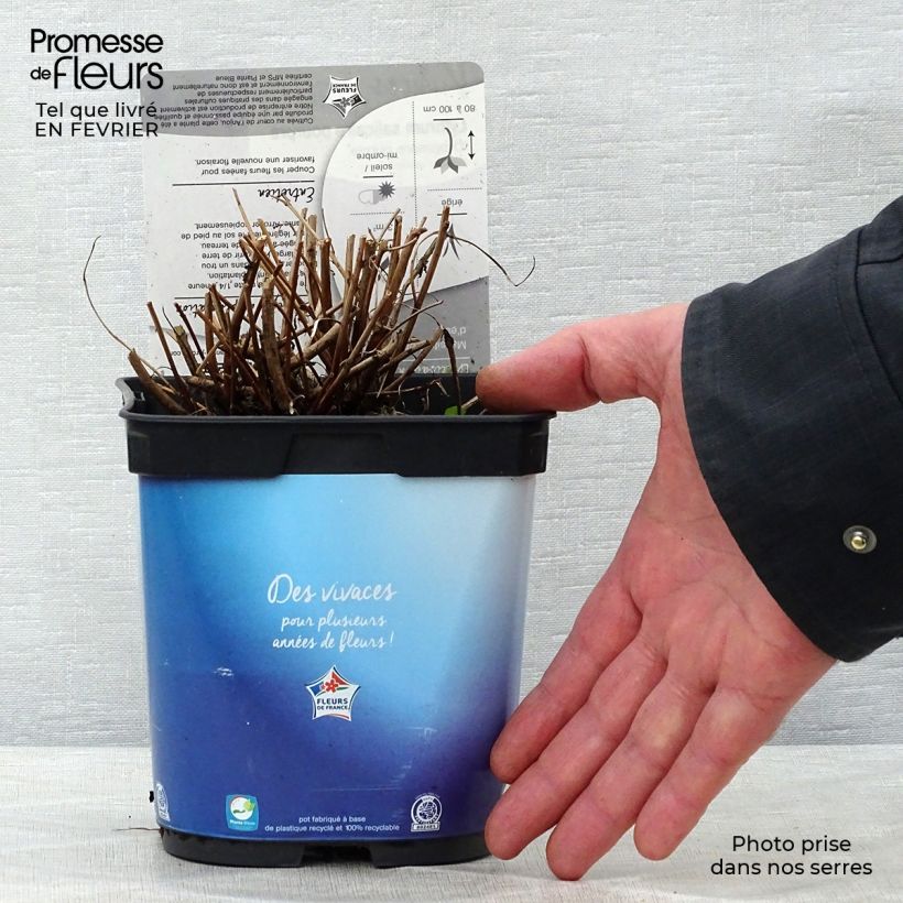 Lythrum virgatum Dropmore Purple 2L/3L pot sample as delivered in winter