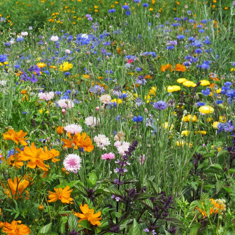 Nectar-rich flower mix for borders and balconies - seed mix (Flowering)