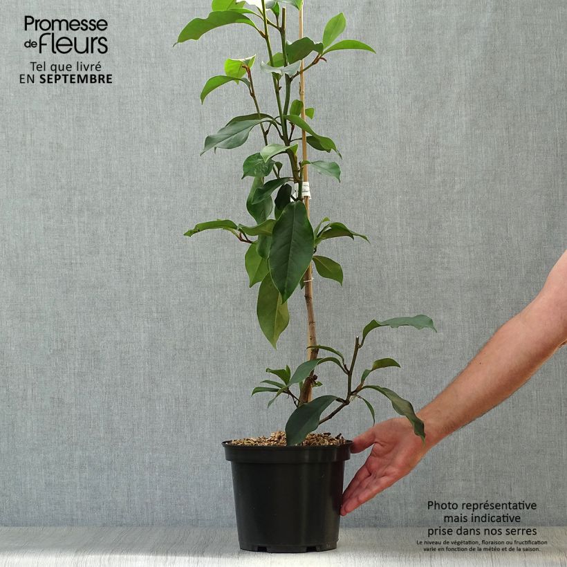Magnolia Allspice 4L/5L pot sample as delivered in autumn