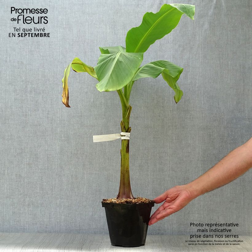 Musa basjoo Dajiao - Hardy Banana 4L/5L pot sample as delivered in autumn