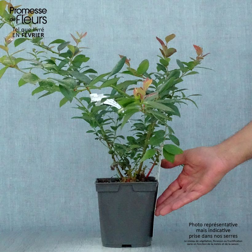 Vaccinium corymbosum Atlantic - American Blueberry 1.5L/2L pot sample as delivered in autumn