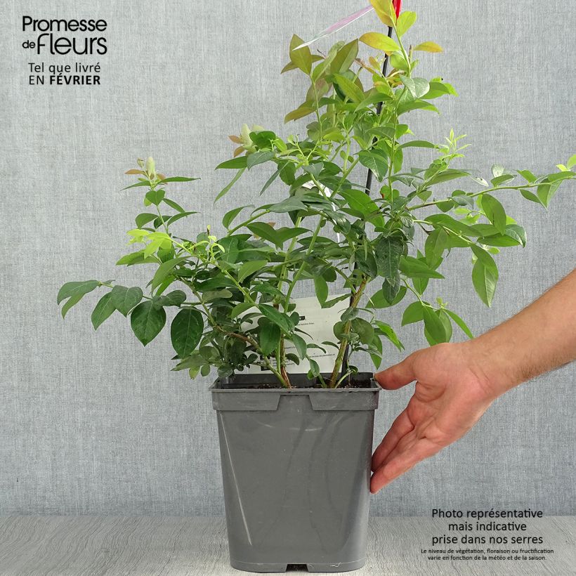 Vaccinium corymbosum Atlantic - American Blueberry 4L/5L pot sample as delivered in autumn