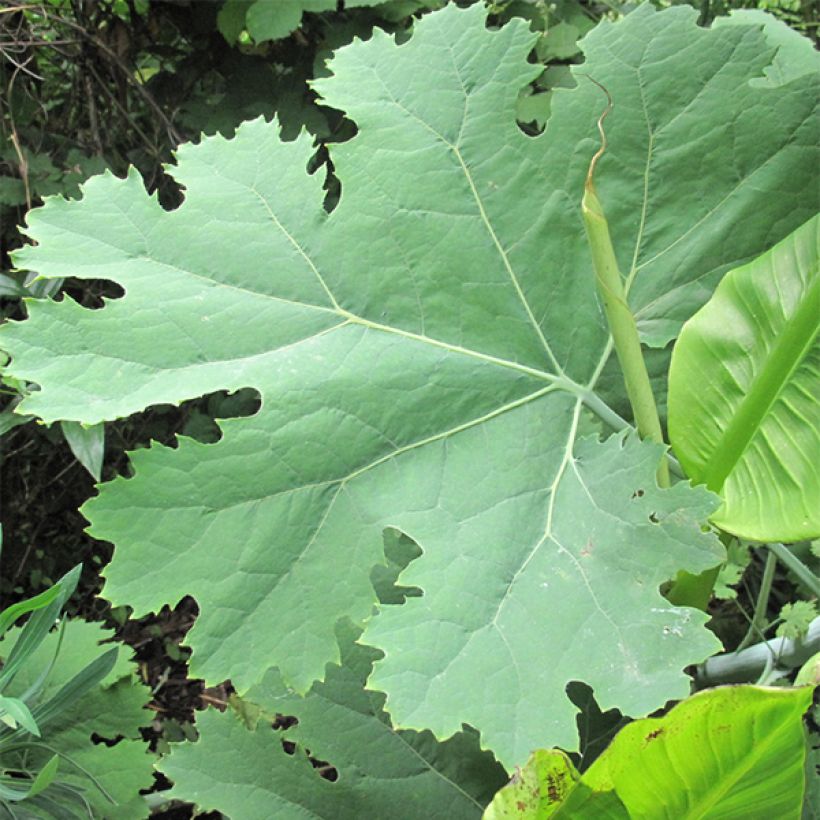 Macleaya cordata (Foliage)