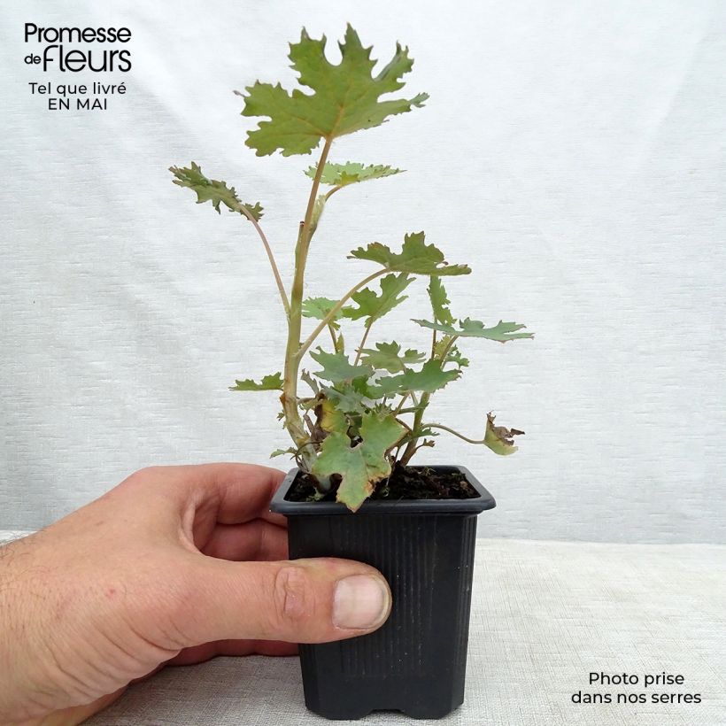 Macleaya cordata 8/9 cm pot sample as delivered in spring