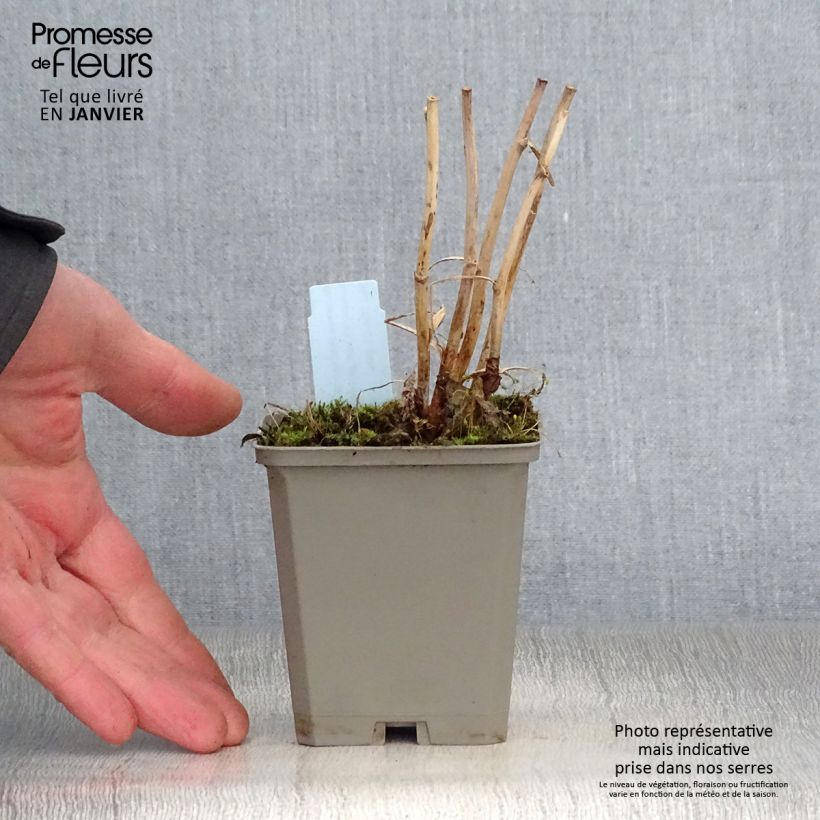 Macleaya microcarpa Kelways Coral Plume 8/9 cm pot sample as delivered in winter