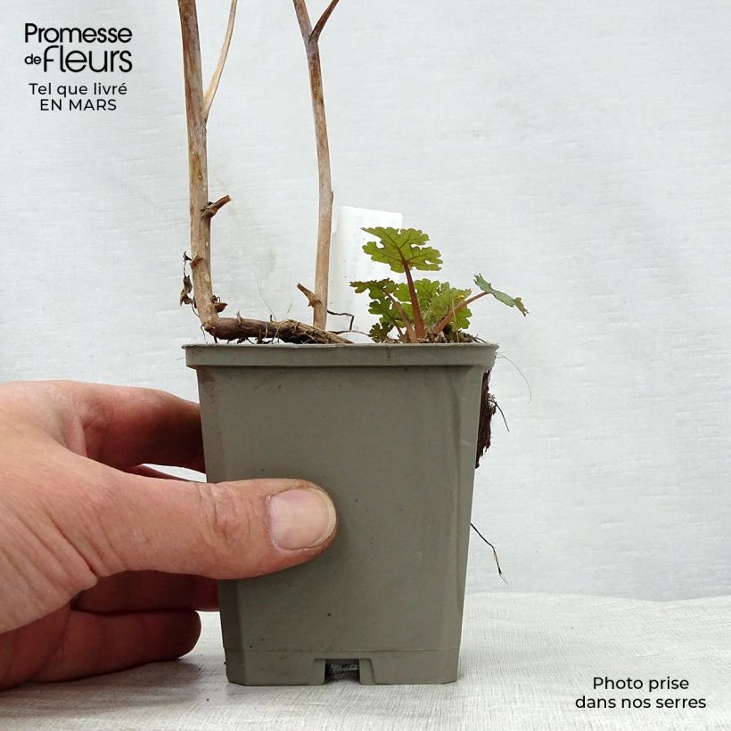 Macleaya microcarpa Kelways Coral Plume 8/9 cm pot sample as delivered in spring