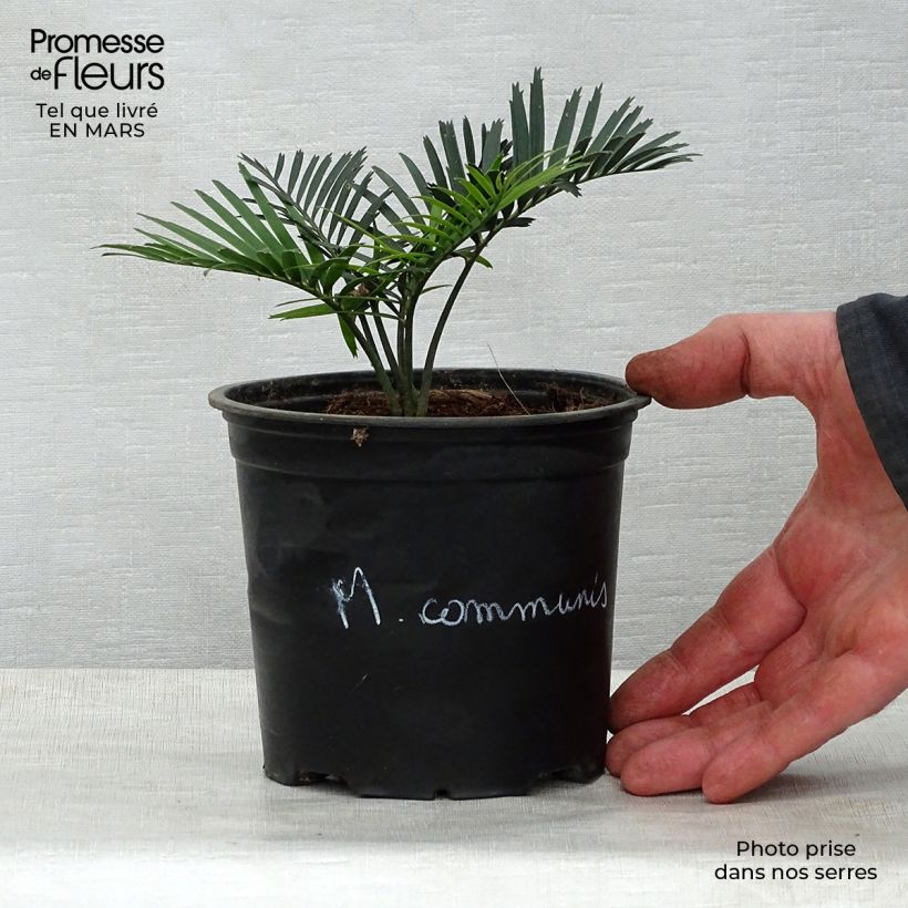 Macrozamia communis 12cm pot sample as delivered in spring