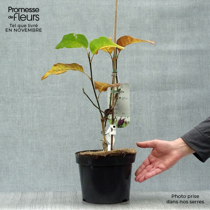 Magnolia x brooklynensis Black Beauty 2L/3L pot sample as delivered in autumn