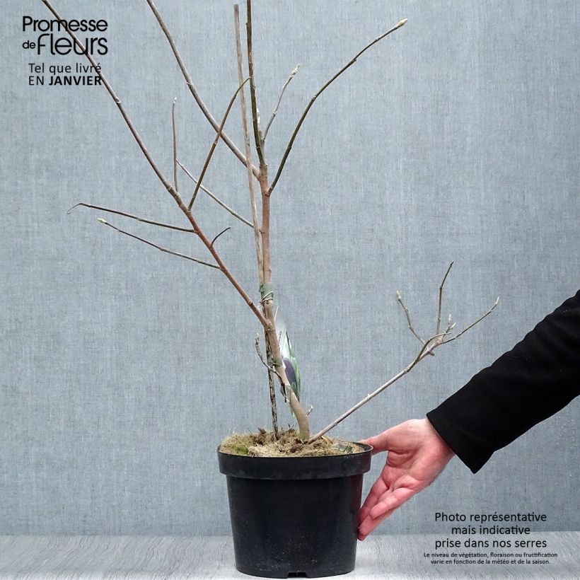 Magnolia x brooklynensis Black Beauty 2L/3L pot sample as delivered in winter