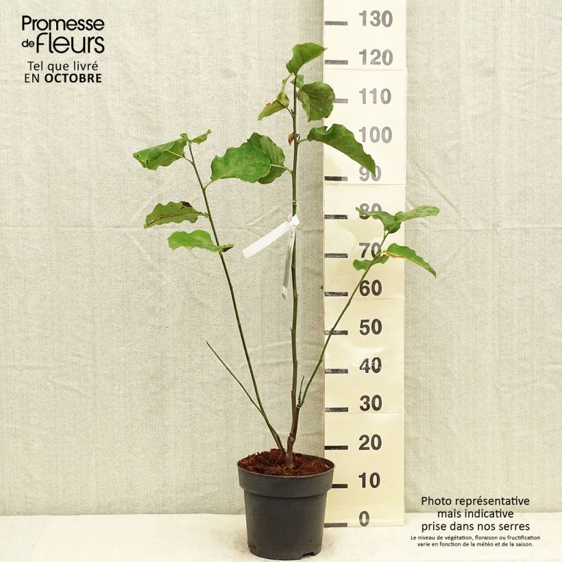 Magnolia x brooklynensis Black Beauty 6L/7L pot sample as delivered in autumn